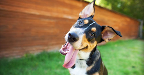 犬はチーズを食べても大丈夫 わんこのくすりやさん