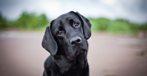 犬に与えるのにオススメの野菜は大根 消化器系の働きを助けます わんこのくすりやさん