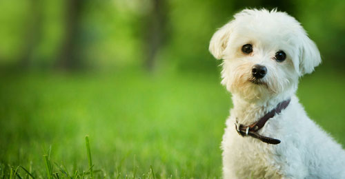 犬は雨の日も散歩に行った方 わんこのくすりやさん